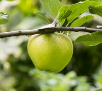 Malus Sieversii apple